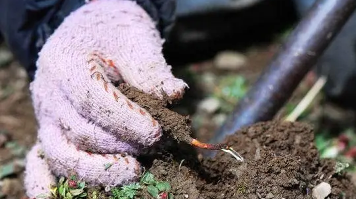 西藏那曲冬蟲夏草采挖作業(yè)標準化流程（SOP）