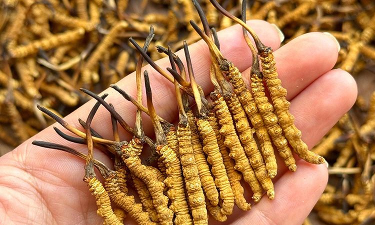 冬蟲夏草保存期多久