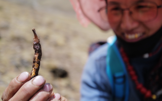  冬蟲夏草的產(chǎn)地溯源方法有哪些？