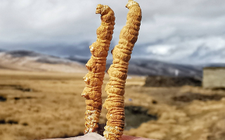  冬蟲夏草的價值鑒定方法有哪些？