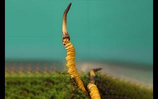  雪山冬蟲(chóng)夏草的生長(zhǎng)周期是多久？