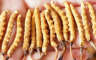 四歲寶寶能吃冬蟲夏草嗎？藏農神草：科學滋養(yǎng)，守護孩童成長元氣